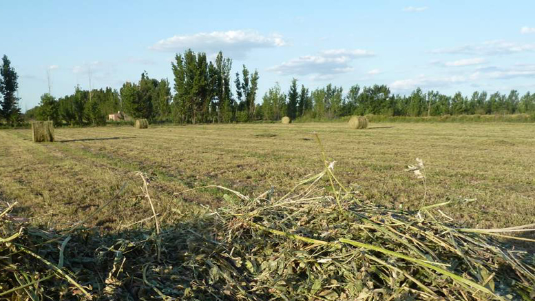 Consejos para lograr una buena alfalfa bajo riego en Mendoza